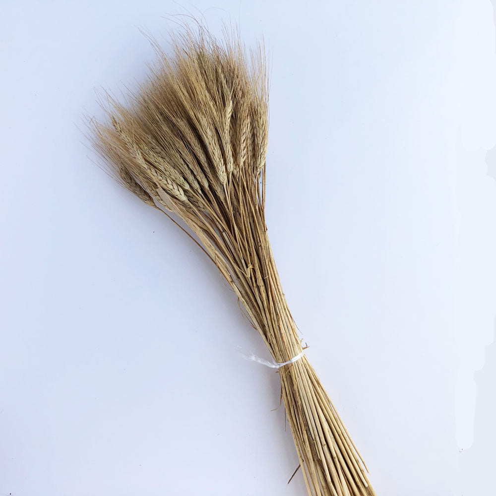 DRIED BEARDED WHEAT