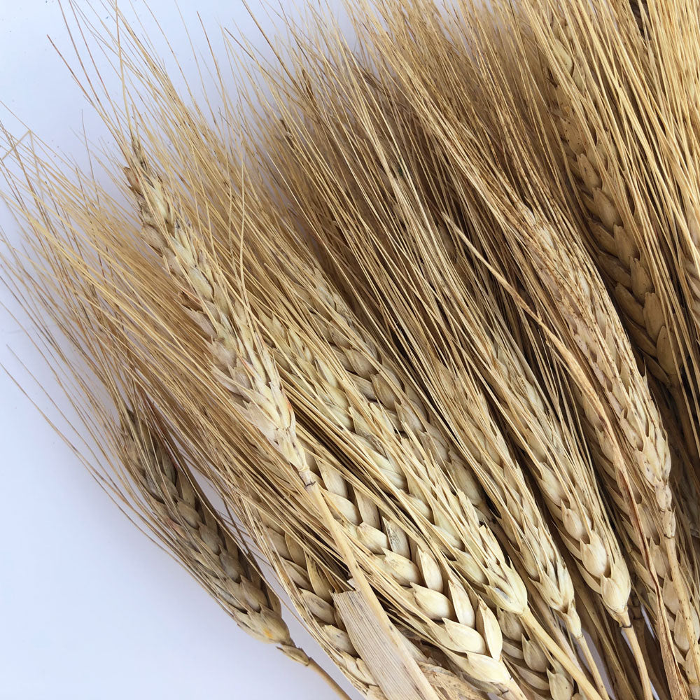 DRIED BEARDED WHEAT