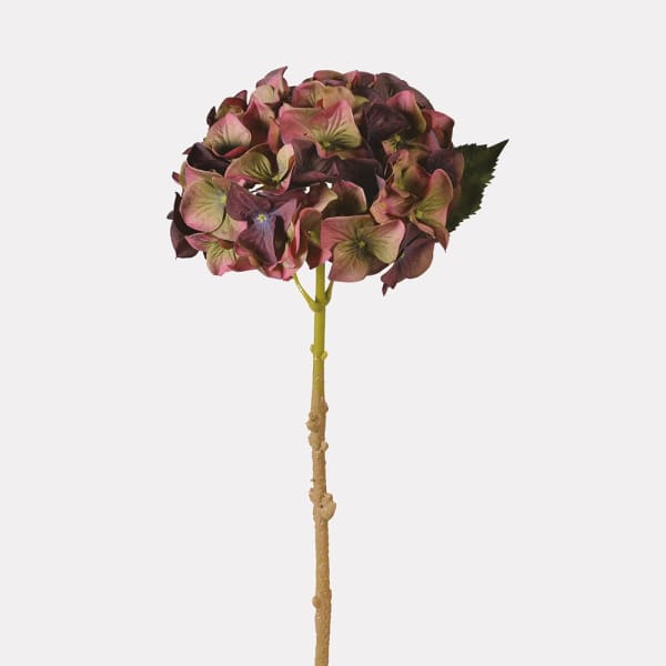 FIG & OLIVE HYDRANGEA