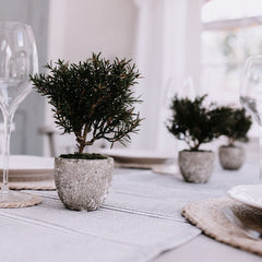 MINI ROSEMARY IN POT