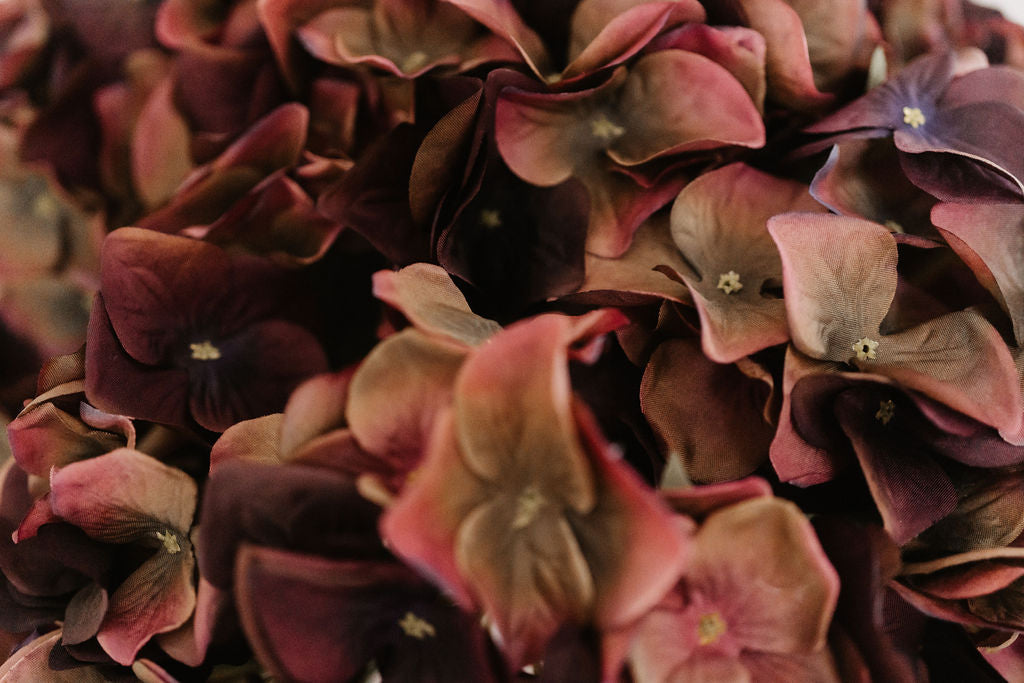 FIG & OLIVE HYDRANGEA