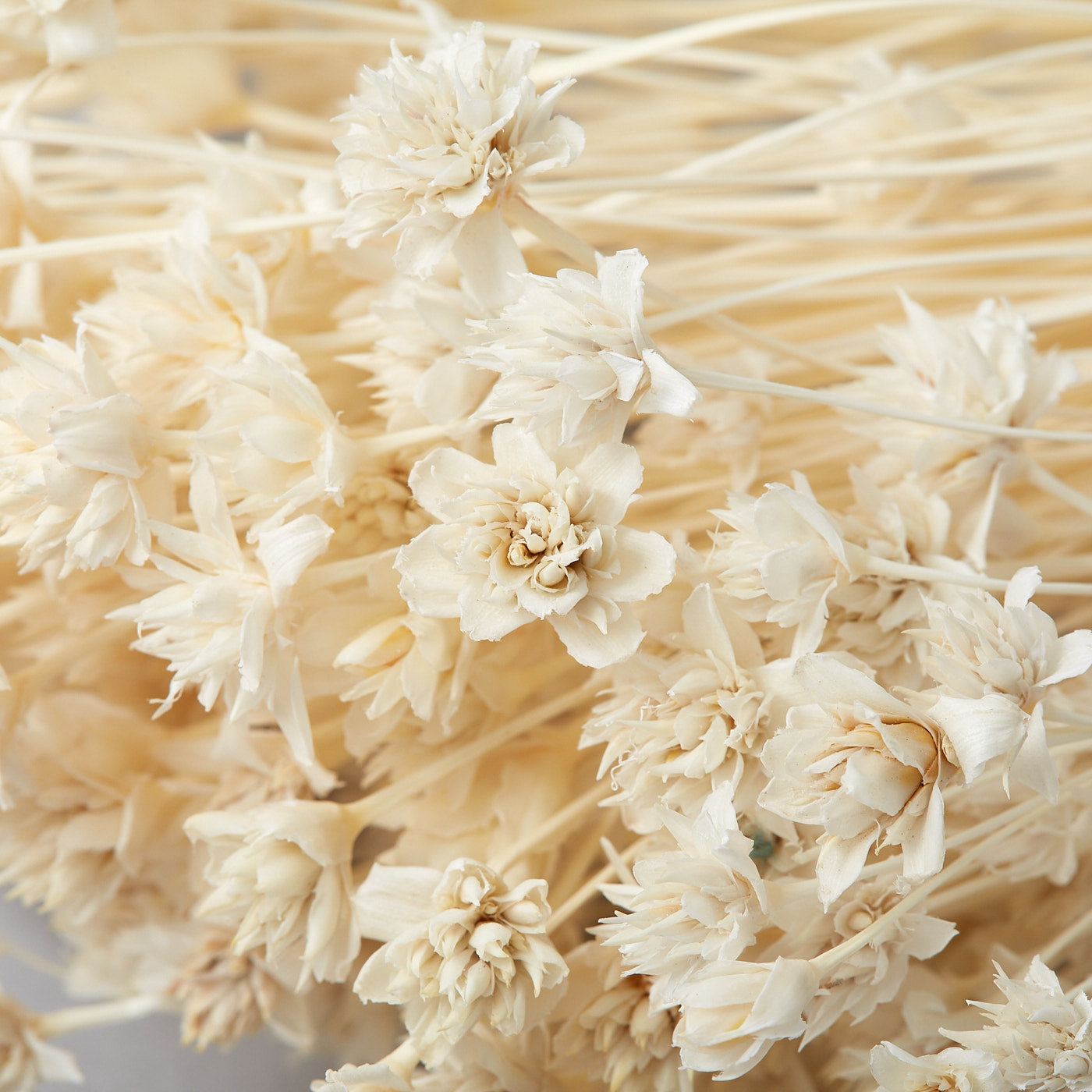 DRIED HILL FLOWER BUNCH