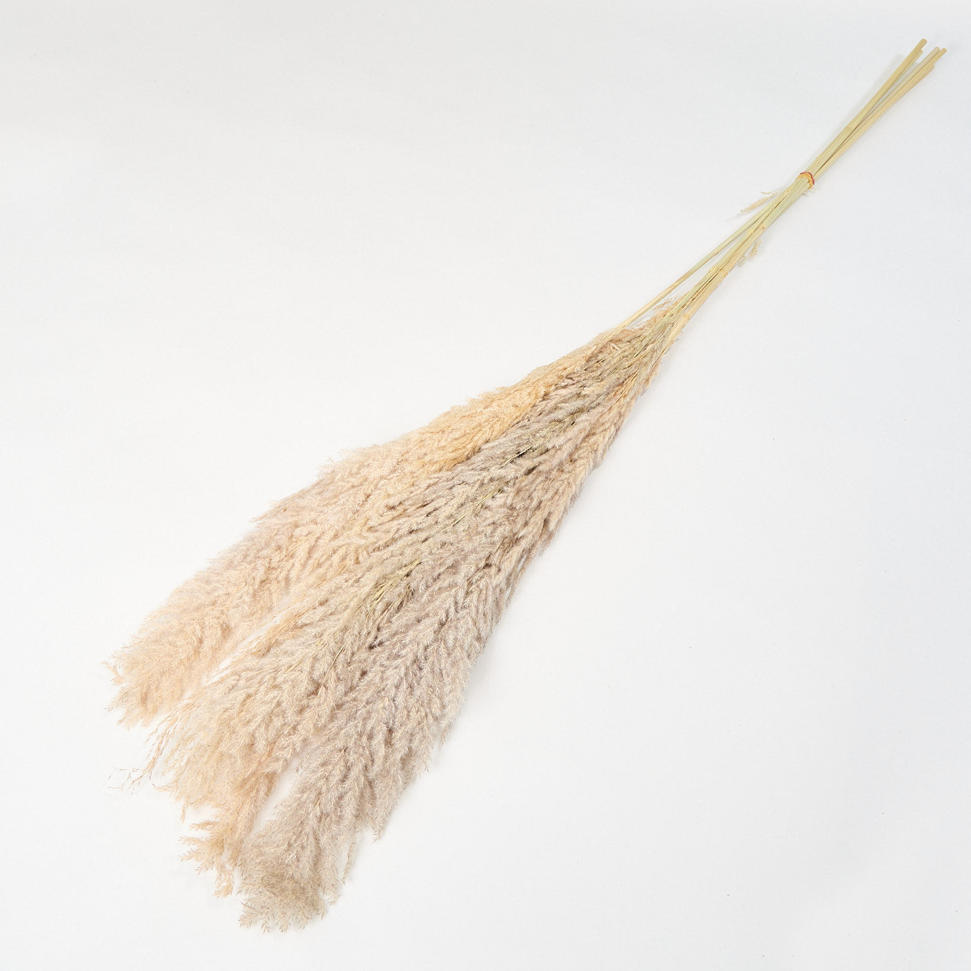 DRIED PAMPAS