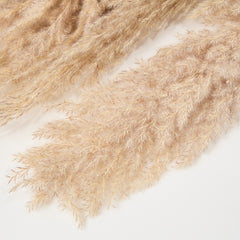 DRIED PAMPAS