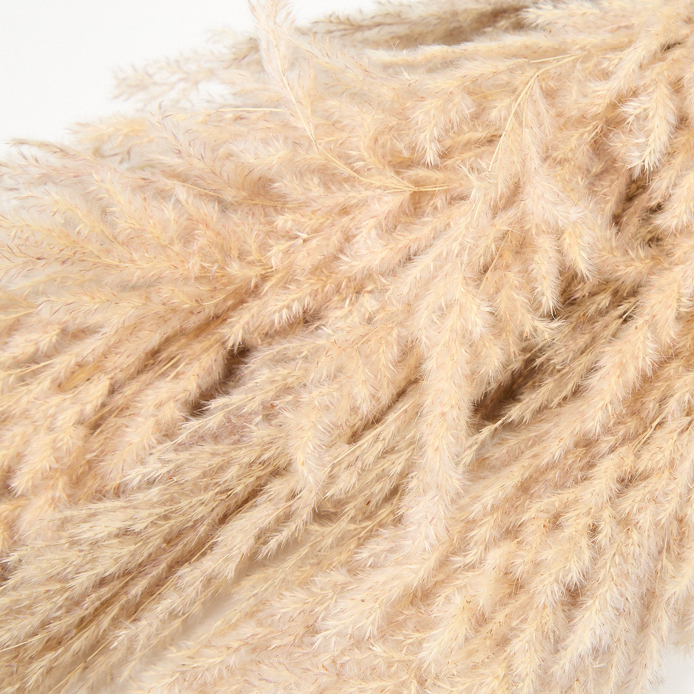 DRIED PAMPAS