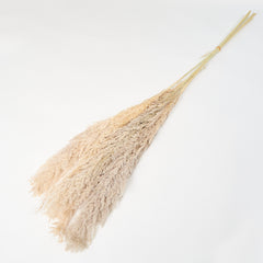 DRIED PAMPAS