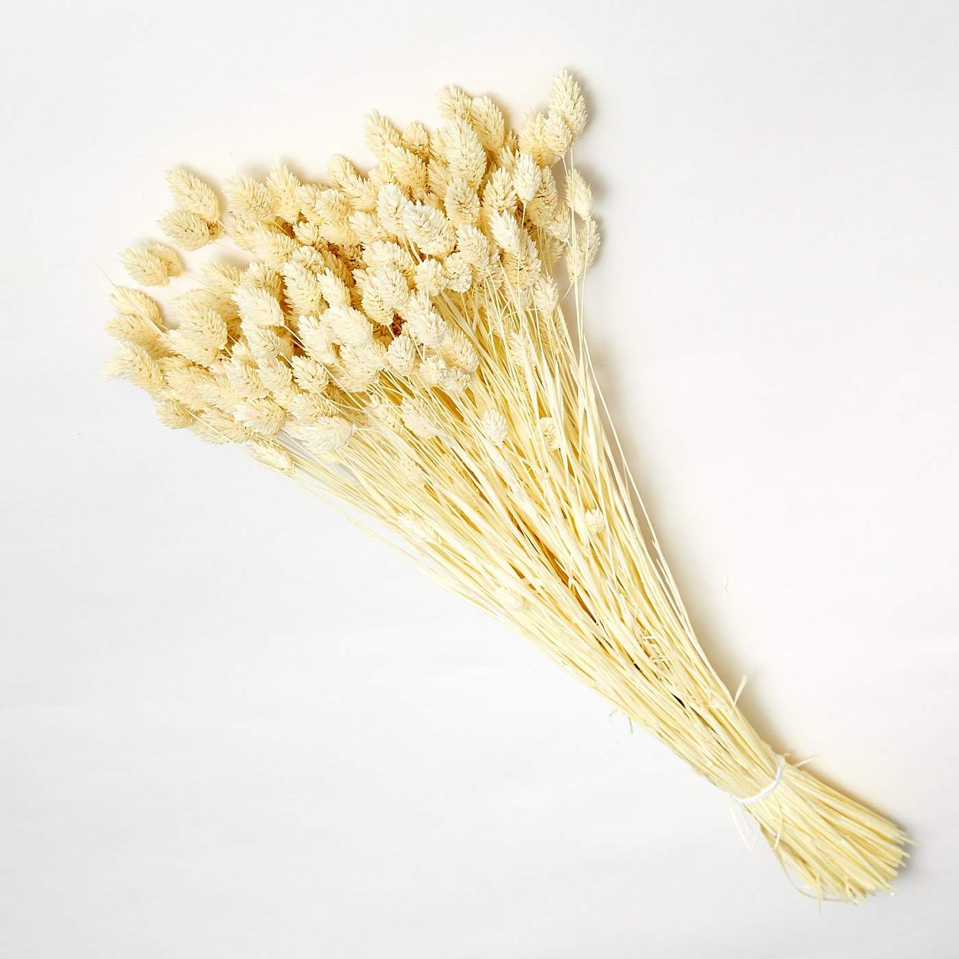 DRIED PHALARIS BUNCH