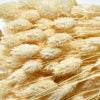 DRIED PHALARIS BUNCH