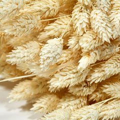 DRIED PHALARIS BUNCH