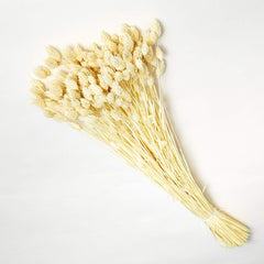 DRIED PHALARIS BUNCH