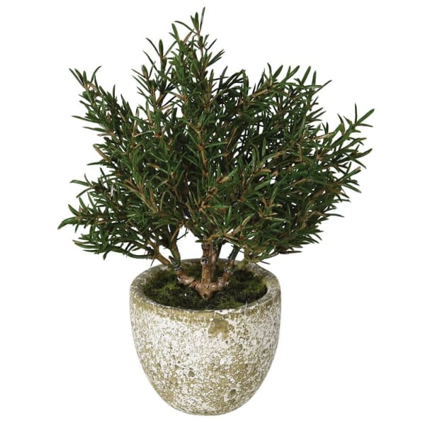 MINI ROSEMARY IN POT