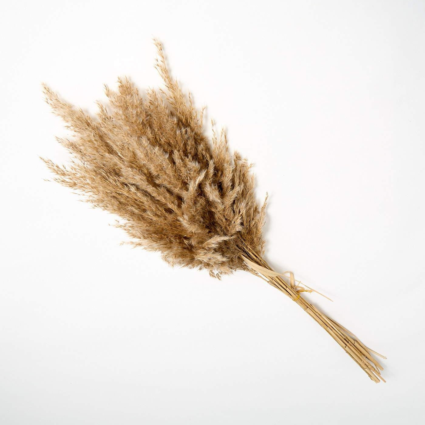 FLUFFY WILD DRIED PLUMES