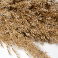 FLUFFY WILD DRIED PLUMES