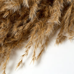 FLUFFY WILD DRIED PLUMES