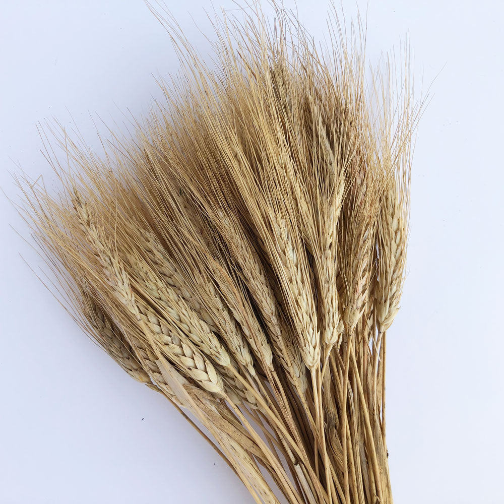 DRIED BEARDED WHEAT