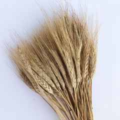 DRIED BEARDED WHEAT