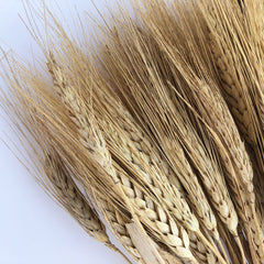 DRIED BEARDED WHEAT