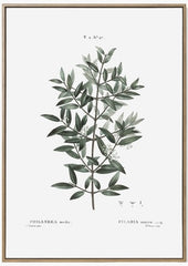 BOTANTICAL LEAVES PRINT