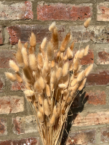 DRIED BUNNY TAILS