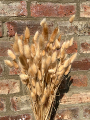DRIED BUNNY TAILS