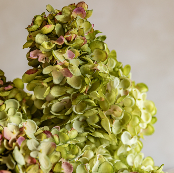Vintage Green Faux Cone Hydrangea Stems – Bouquet of 12