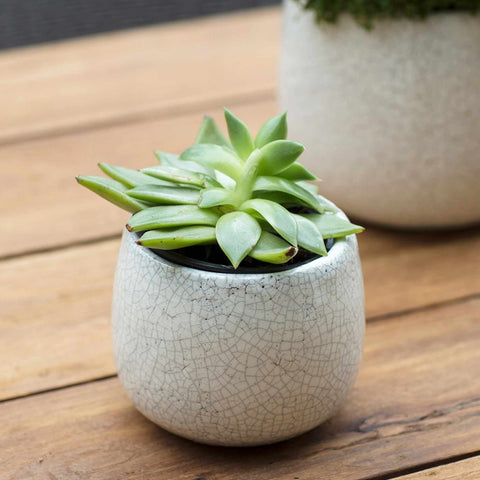 Crackle Glaze Mini Planter