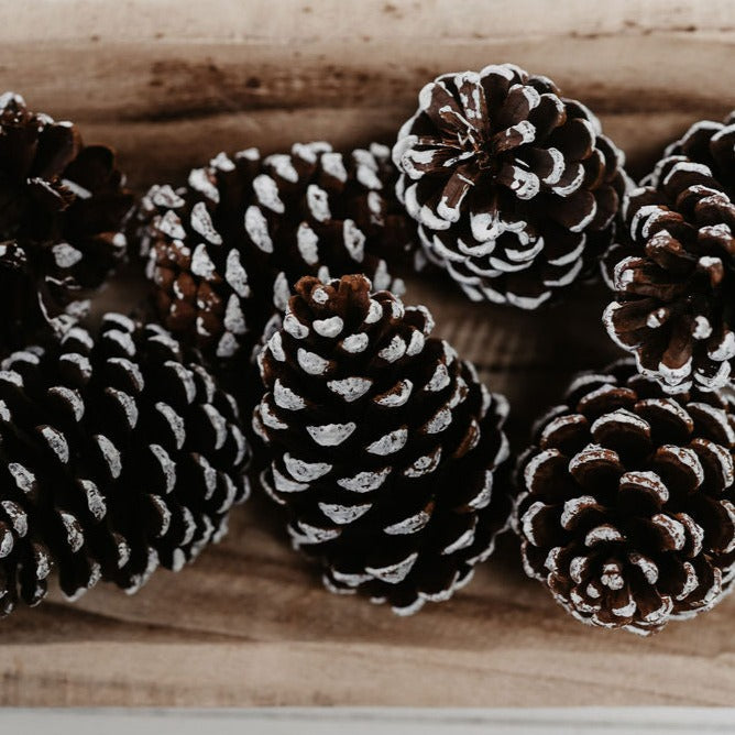 Frosted Natural Pinecones
