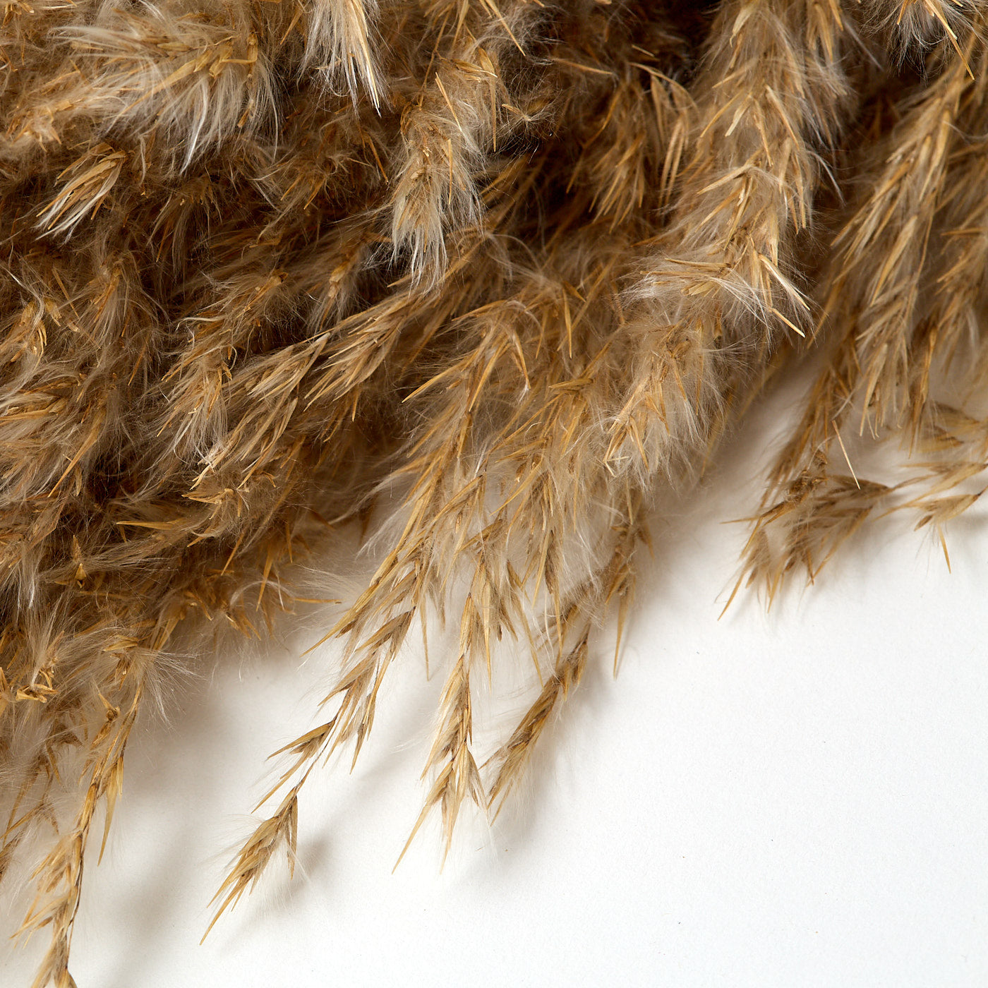 FLUFFY WILD REED PLUMES