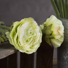 RANUNCULUS